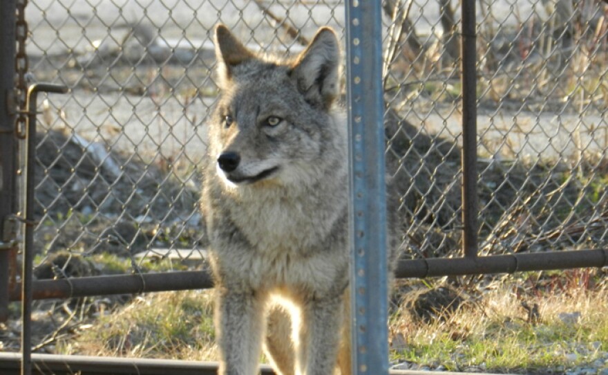 Cherry Beach male coywolf.