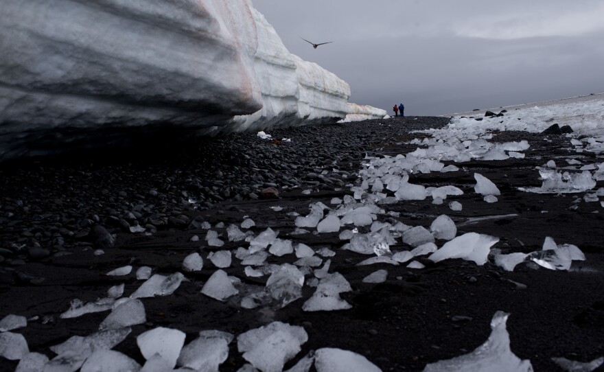 Pieces of thawing ice are scattered along the beachshore at Punta Hanna, Livingston Island, Antarctica.