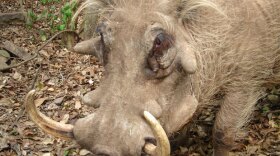 "Nature" gets up close with perhaps the ugliest mammal in all of Africa, the warthog. 