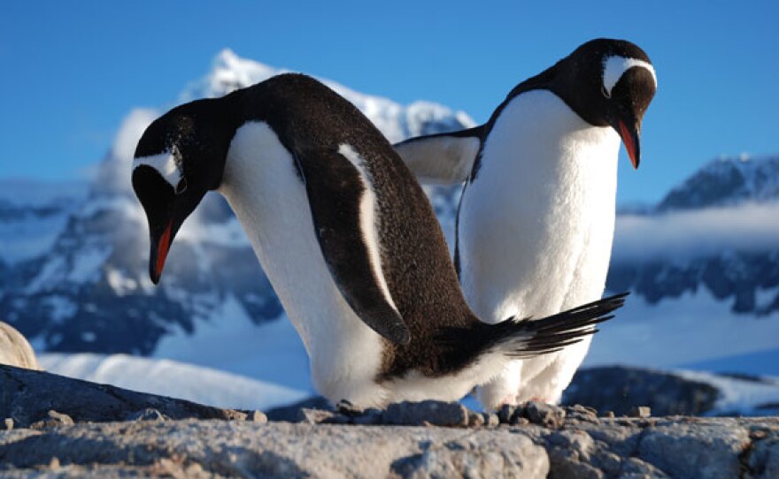 A penguin pair change over nest duty.