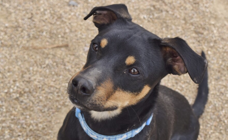 Shelter dog Rohan takes a break from his scent detection trials to play outside. Rohan is one of several dogs training to detect homemade bombs at the Canine Science Collaboratory at Arizona State University.