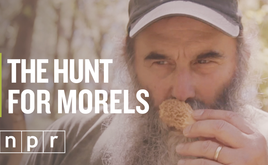 Nick Spero hunts for morel mushrooms somewhere in Maryland...