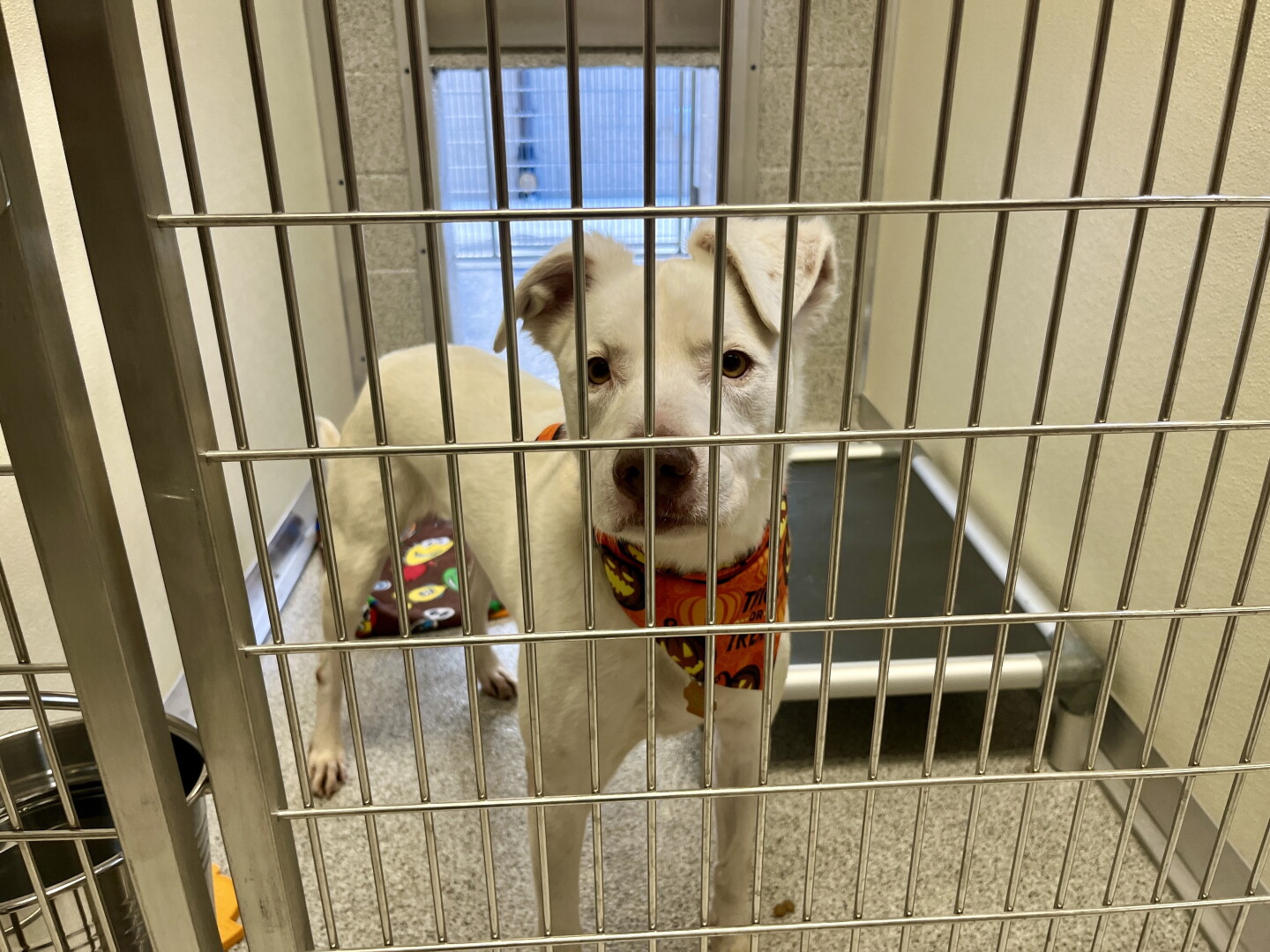 A dog stands in its new kennel at the Santee Animal Shelter, Oct. 15, 2026.