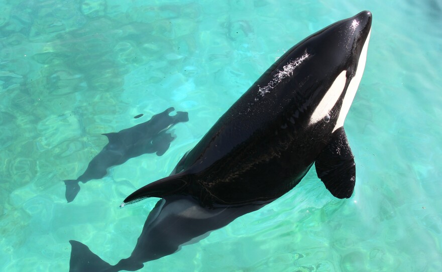 A female orca named Wikie swims with a calf in 2011 at Marineland in Antibes, France. Wikie was the central animal in a study, published Wednesday, about orcas' ability to imitate human speech.