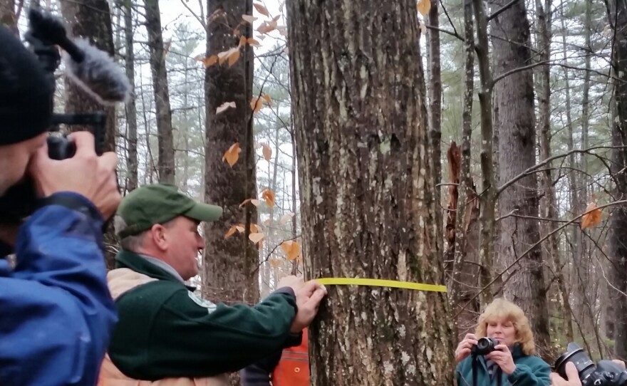 Shane Duigan of the Maine Forest Service takes measurements of the chestnut as media look on.