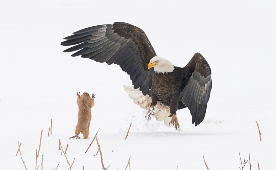 Alex Walker's Serian Creatures on the Land Award: <em>Ninja Prairie Dog!</em> in the United States.