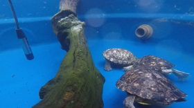 Gabriel Jorgewich Cohen began researching whether turtle species — and other vertebrates thought to be mute — make sounds by recording his own pet turtles. The hydrophone used for recording can be seen on the left.