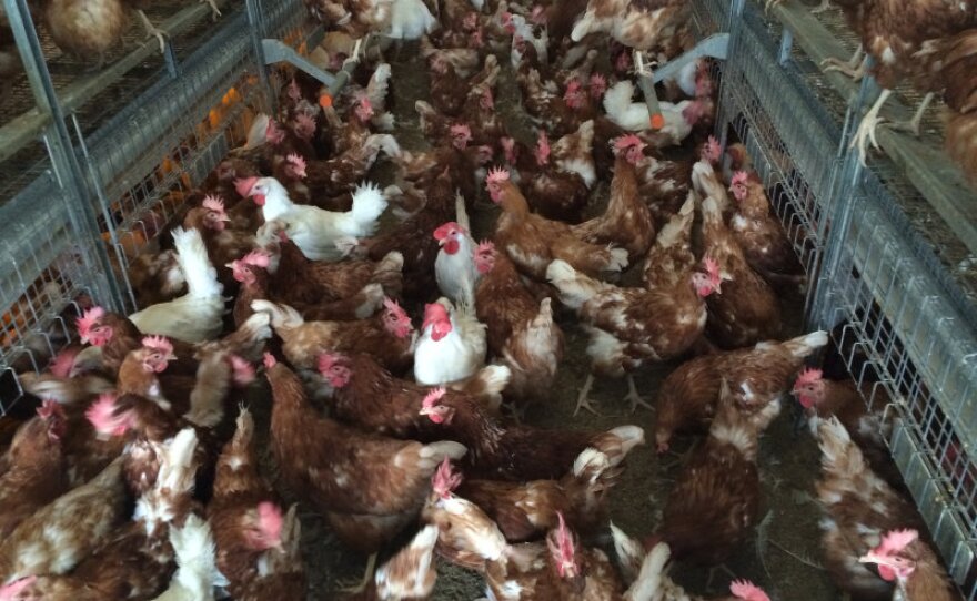 Hens in a cage-free barn at Hilliker ranch are pictured in this undated photo.