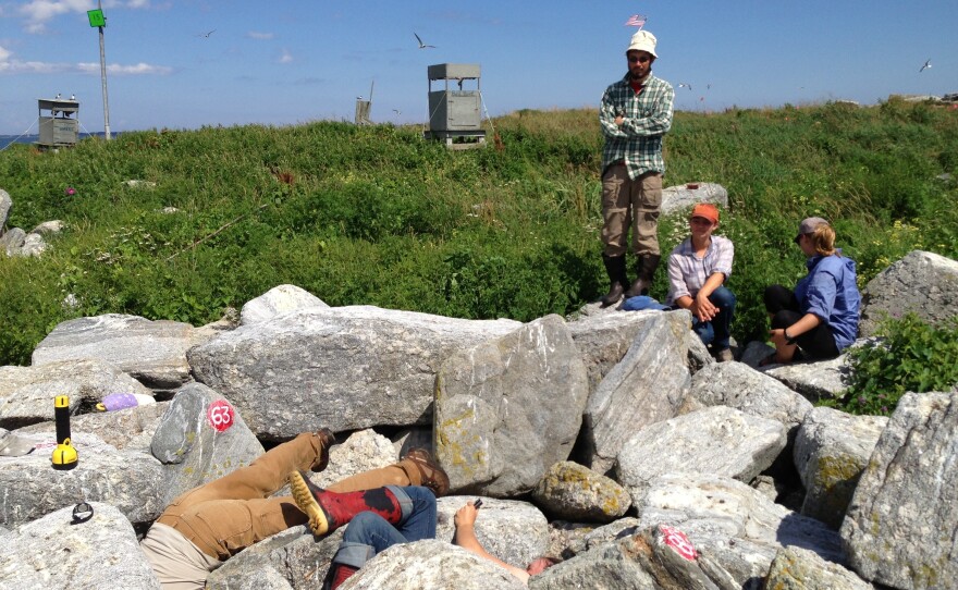Project Puffin staffers "grub" for puffin chicks beneath boulders.