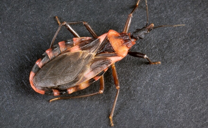 A kissing bug, often known in Latin America as vinchuca, spreads Chagas Disease. You can have it and not even know it.