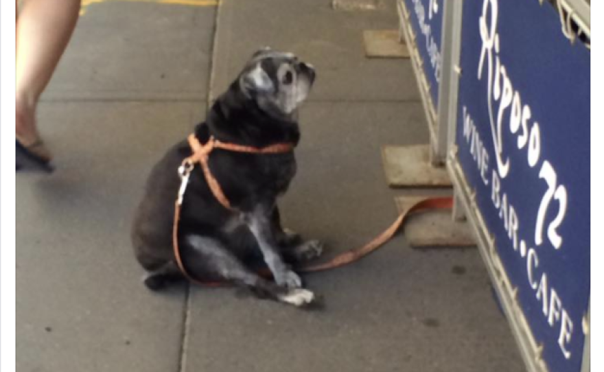 This post uses the term "fat boi" to describe the small doggo in the picture.