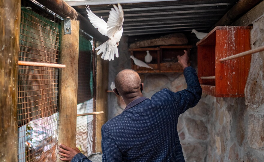 In this photo from 2021, Anele Dyasi, a former student and now teacher of at the College of Magic, reaches out to a white dove at the school's dove enclosure. The college has since stopped using animals in its performances.