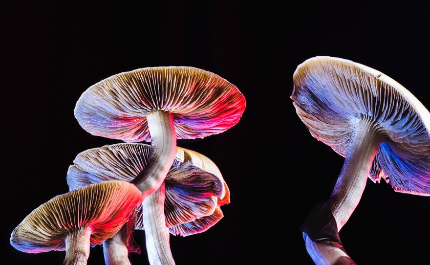 The Mexican magic mushroom is a psilocybe cubensis, whose main active elements are psilocybin and psilocin - Mexican Psilocybe Cubensis. An adult mushroom raining spores