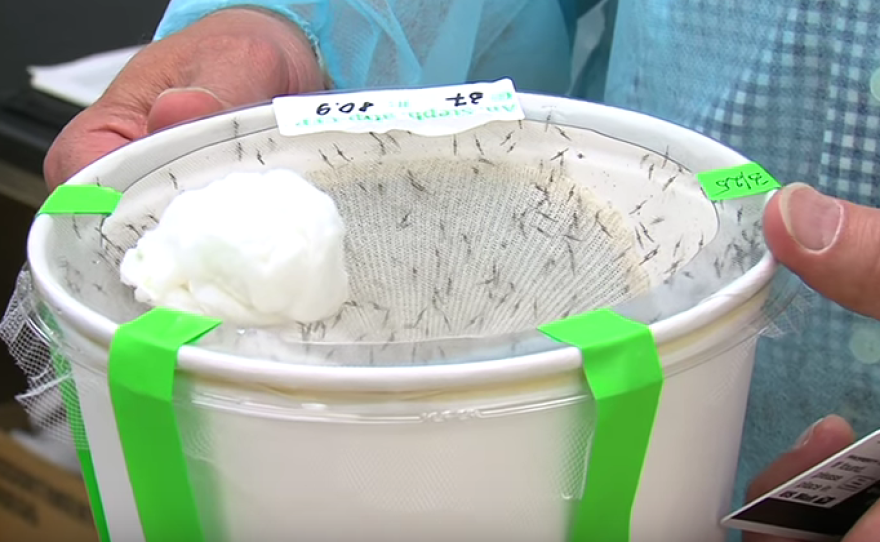 UC Irvine's Anthony James holds up a container of genetically modified mosquitoes, April 17, 2015.