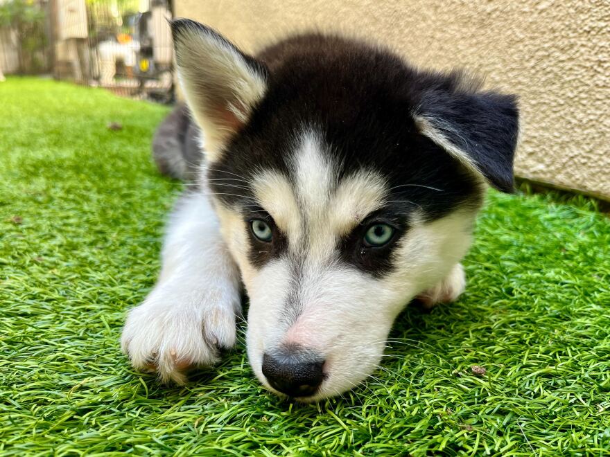 Leelo the husky is seen in this photo taken Jan. 17, 2024. San Diego County, Calif.