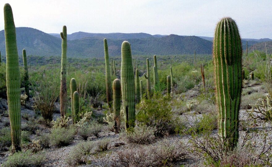 Like a good cactus? It's clear the Sonoran Desert National Monument in Arizona is right up your alley.