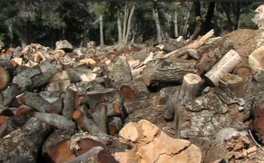 Logs and branches from dead oak trees are piled up near William Heise County Park on January 15, 2013.