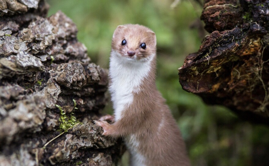 A small mammal, possibly a weasel, gnawed-through a power cable at the Large Hadron Collider.