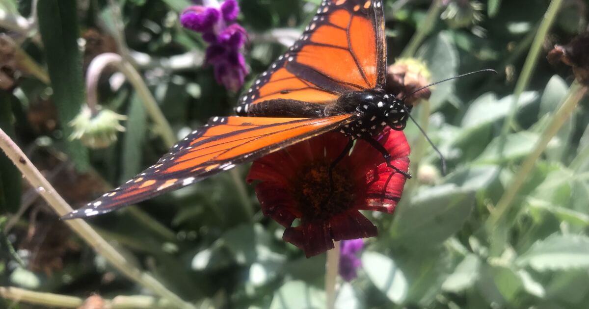 Monarch Butterfly Population Moves Closer To Extinction Kpbs Public Media