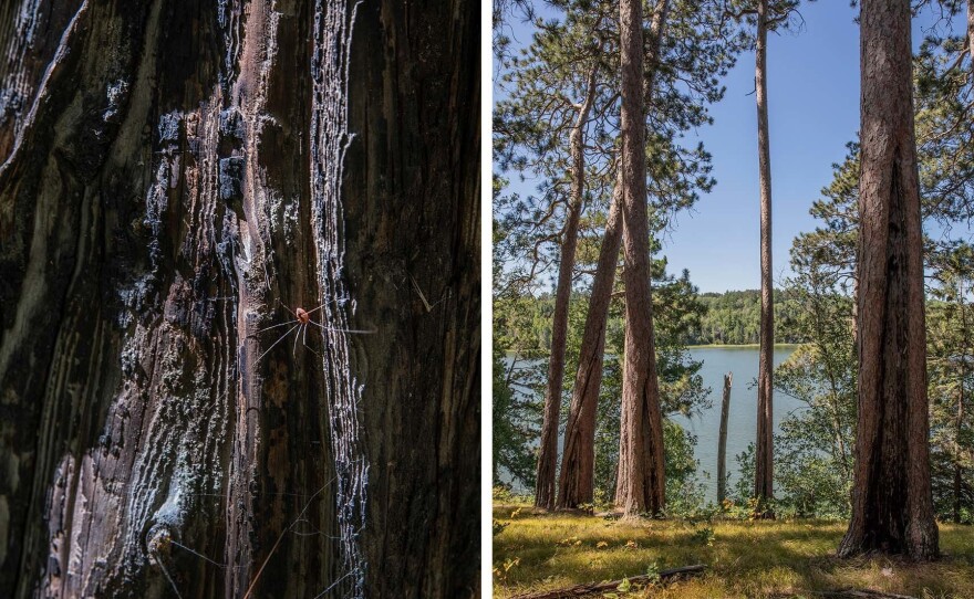 Itasca State Park, Minnesota: Fire scars remain on red pines in Preacher's Grove from a fire that burned through the park in the 1860s. Since fires were nearly eliminated from the park a century ago, trees such as spruce, fir and maple have been allowed to dominate the ecosystem instead of pines. The park now facilitates controlled burns as part of its forestry management techniques.