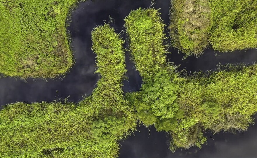 An aerial view capturing water cutting through a landscape of tall green grass.