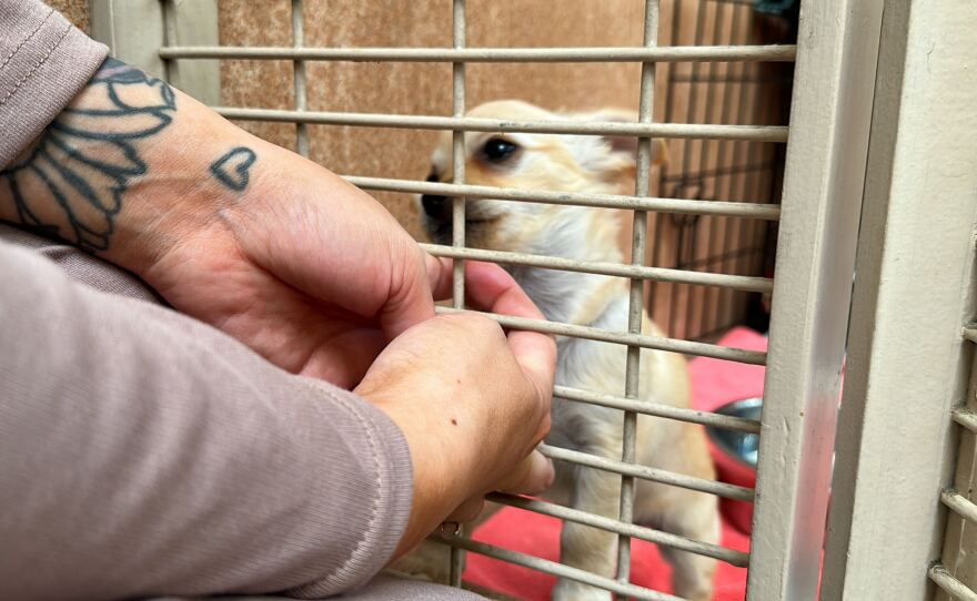 A puppy waiting to be adopted is shown in the Puppy Pen at the San Diego Humane Society on November 14, 2023.