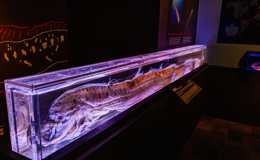 Birch Aquarium Unveils Oarfish Exhibition