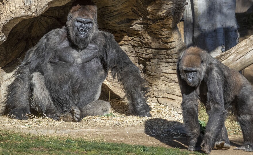 Two gorillas at the San Diego Zoo Safari Park tested positive for COVID-19 on Monday. A zoo statement says the apes have mild symptoms, but are doing well.