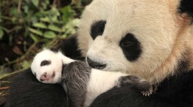 Giant Panda mother and her one-month-old cub. Wolong Panda Center, China.