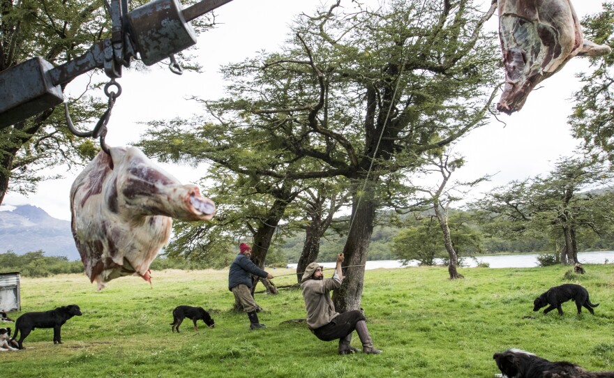 The ranch raises grass-fed and antibiotic-free cattle. On occasion, a calf is butchered to be consumed.