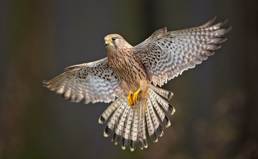 A kestrel in flight.