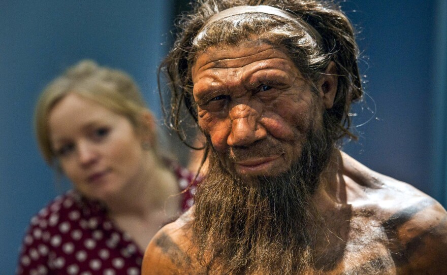 An employee of the Natural History Museum in London peeks at a model of a Neanderthal male in his 20s on display for a 2014 exhibition.