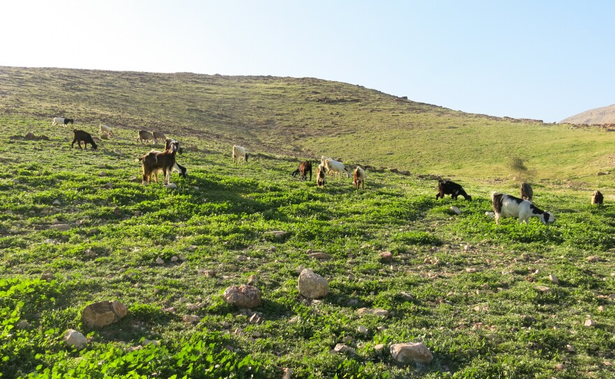 In the lush green of spring, Palestinian Bedouins let their goats and sheep fatten up wherever they can. This is the best time for fresh cheese.
