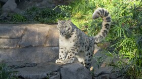 A male snow leopard rests its front paws upon a rock, tail high in the air, and looks forward in this undated image.