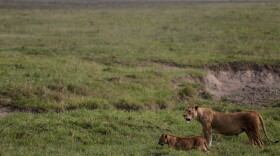 Lions walk in the Ngorongoro Crater in Ngorongoro Conservation Area, west of Arusha, northern Tanzania, Monday, Jan. 19, 2015.
