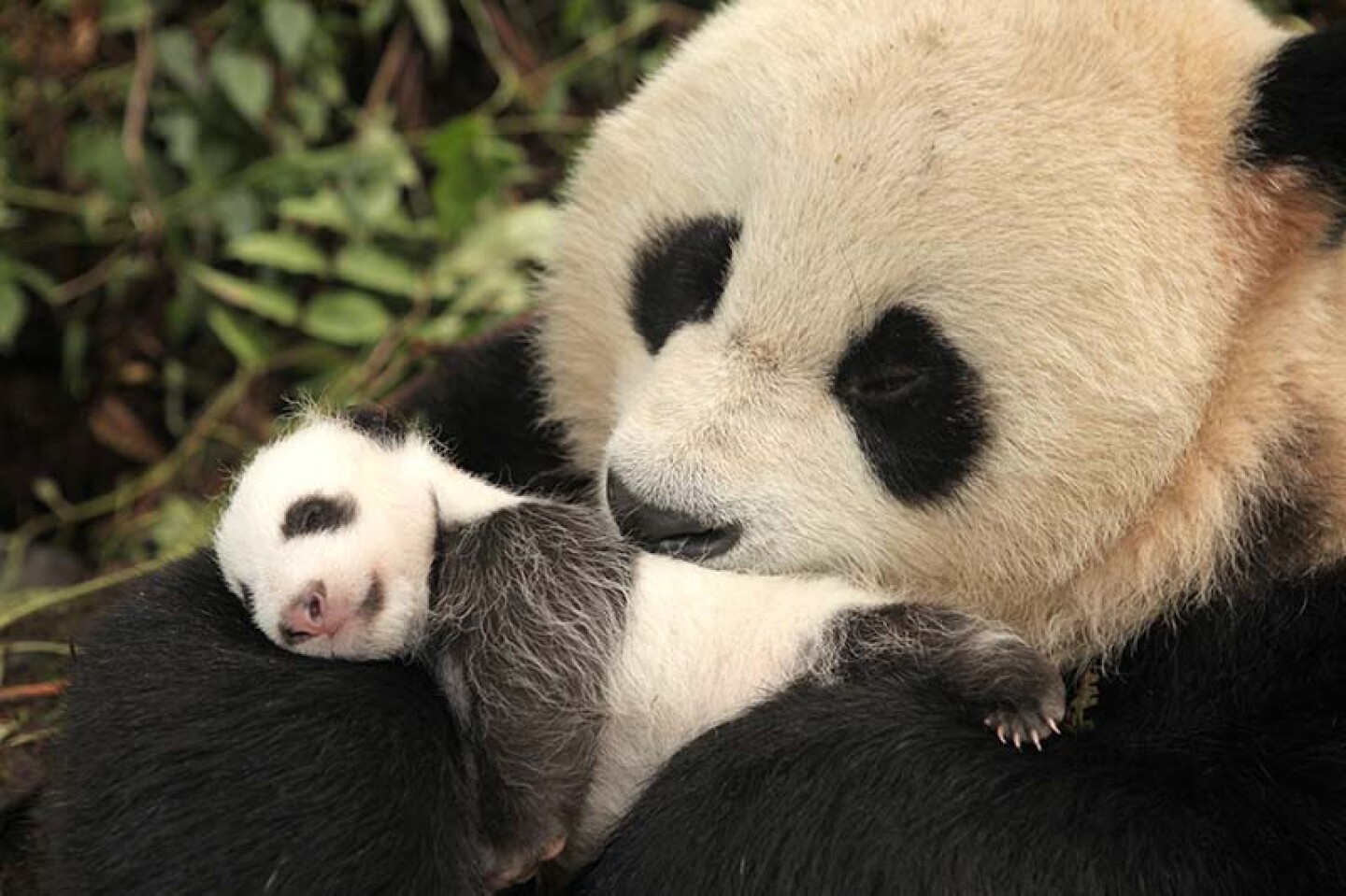 Giant Panda mother and her one-month-old cub. Wolong Panda Center, China.