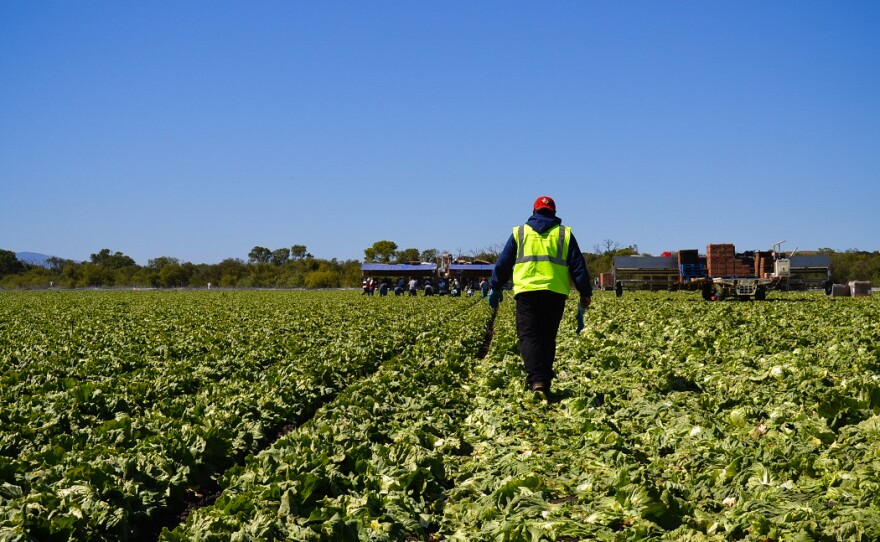 American farms like this iceberg lettuce field owned by Duda Farm Fresh Foods outside Salinas, Calif., are facing a dwindling supply of farmworkers from rural Mexico.