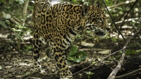 Jaguar in Santa Rosa National Park, Guanacaste, Costa Rica