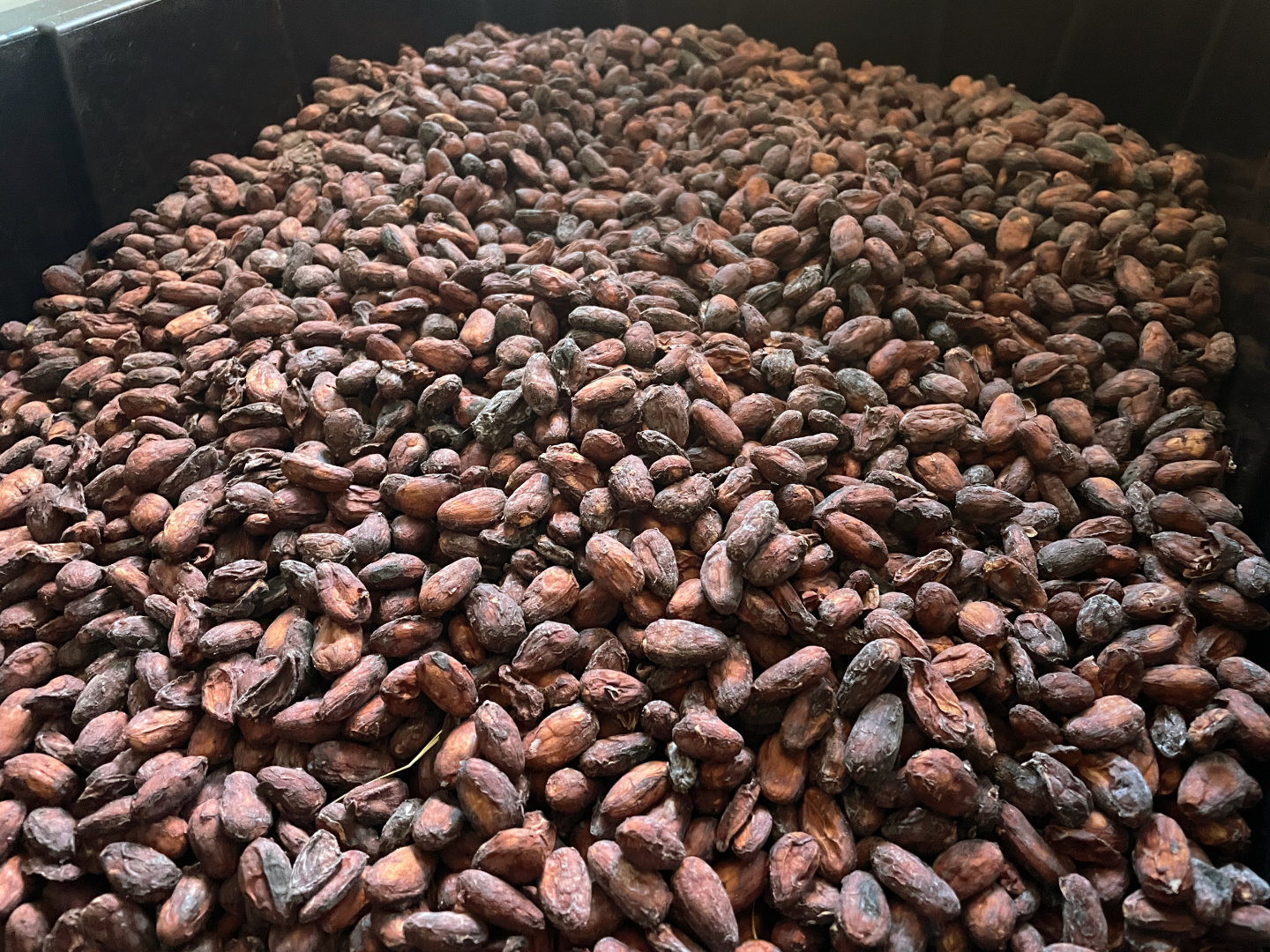 Raíz Chocolate cacao beans ready for processing.