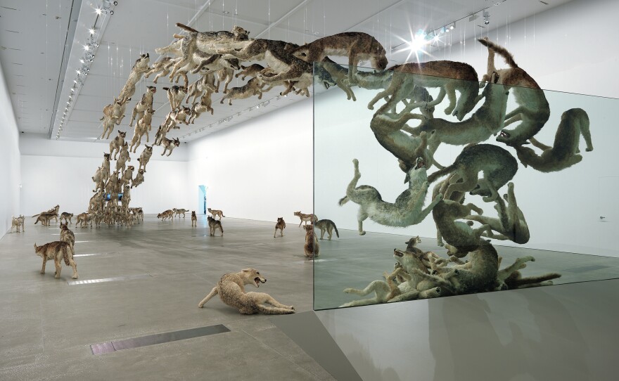 This installation, "Head On," which debuted in Berlin in 2006, features wolves leaping into a glass wall and speaks to the dangers of ideology and pack mentality. Some visitors also see parallels to China's chaotic political history.