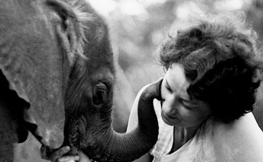 Daphne Sheldrick with Schmetty, an elephant - trunk kiss.