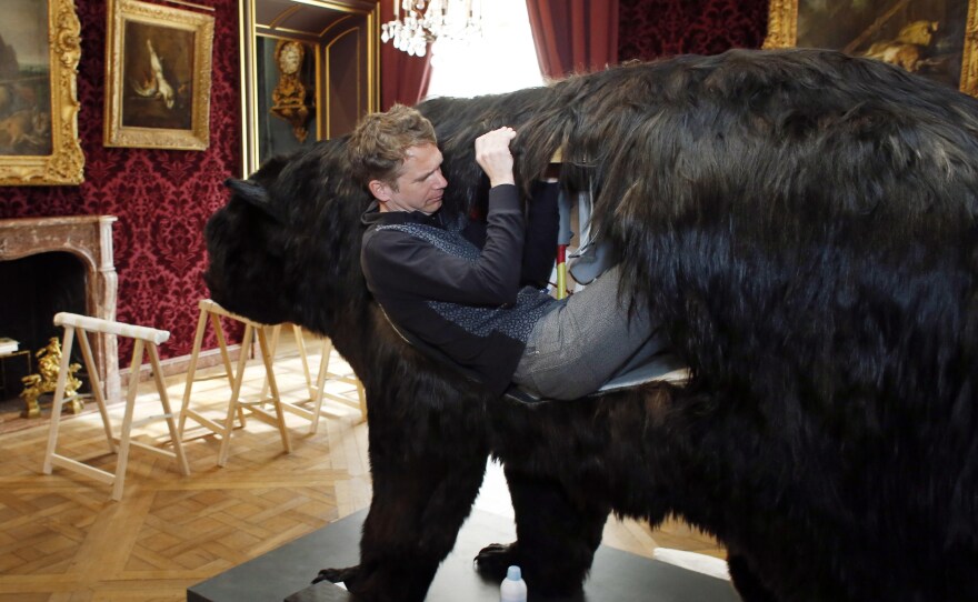Poincheval enters the bear in March 2014.
