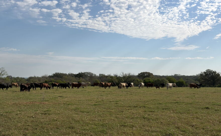 Cattle on Russell Boening's ranch outside Floresville, Texas.