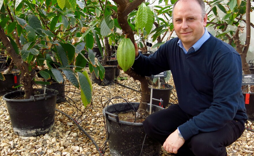 Out of the roughly 400 varieties of cocoa the Centre houses, Andrew Daymond says his favorite is the ICS6 - Imperial College Selection, originally from Trinidad.