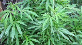 Bunch of marijuana plants taken on July 13, 2007