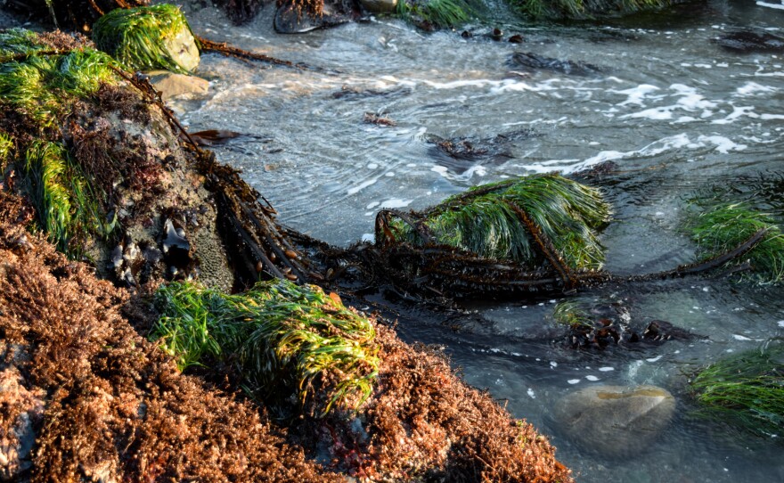 Seaweed is plentiful and grows rapidly, and most of it is safe to eat. People have been harvesting seaweed for thousands of years, but now it's become so popular, you can even take a class.