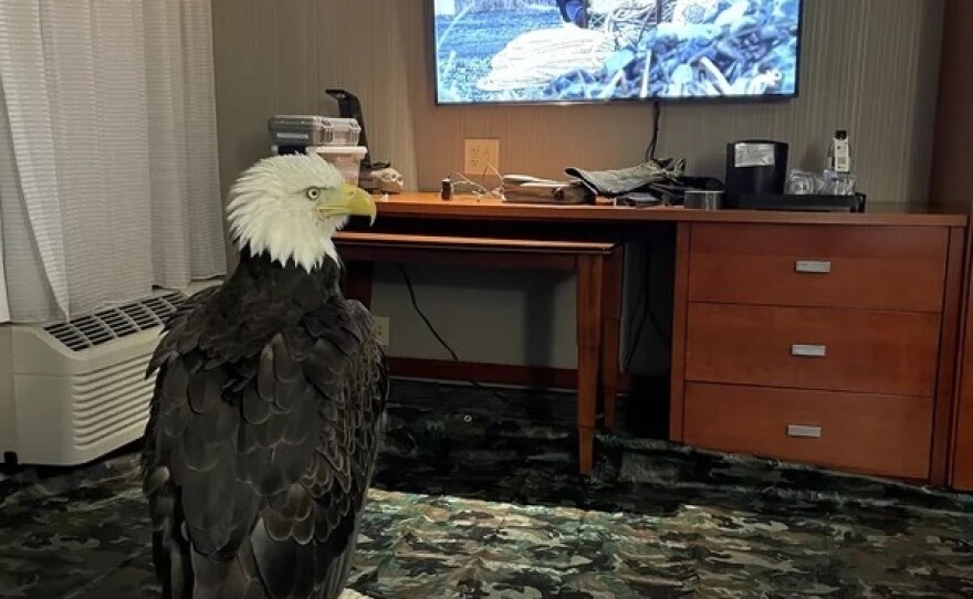 Clark sits on his perch in his private hotel room.