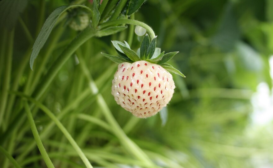 The pineberry first appeared in the 1750s in Europe, as a cross between an American wild strawberry and a Chilean strawberry.