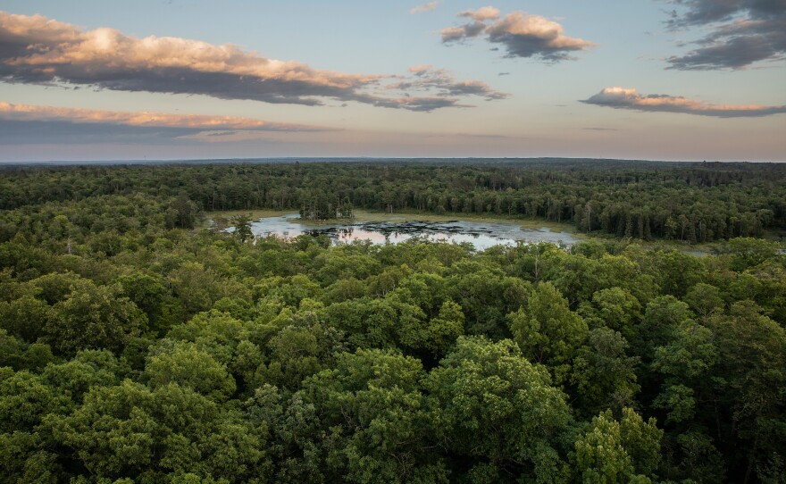 A bird's-eye view of the forests covering Itasca State Park from Aiton Heights Fire Tower, a popular attraction in the park. The tower is used to educate visitors about fire prevention and the forest.