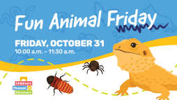 Fun Animal Friday: Spiders, Hissing Cockroaches, and Bearded Dragons